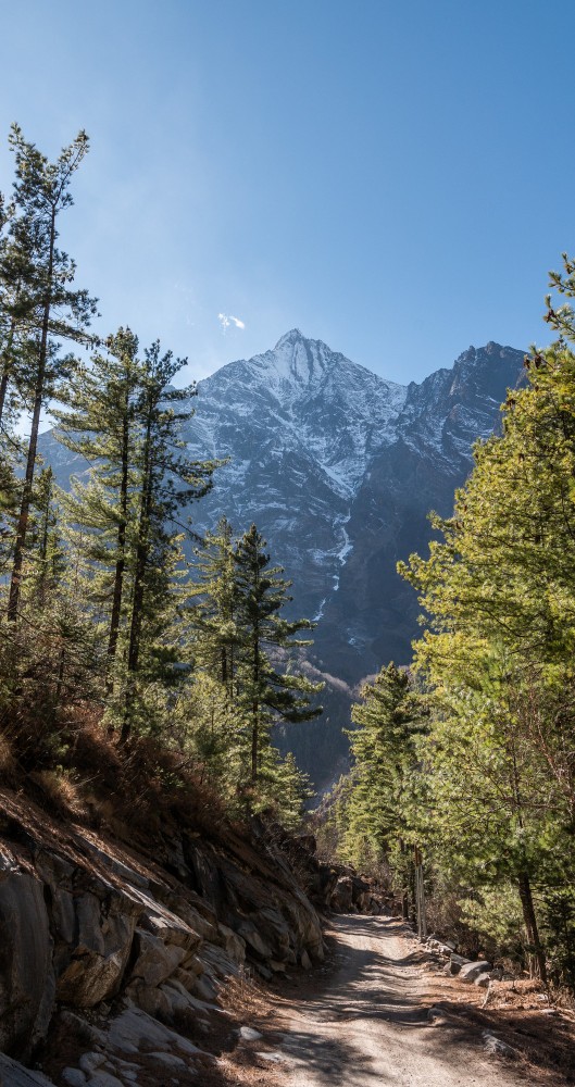 photo d'un chemin dans une forêt symbolisant les bienfaits de la méthode Vittoz